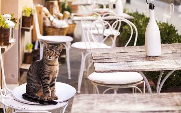 How to Safely Introduce a New Pet to a Home with a Territorial Cat?