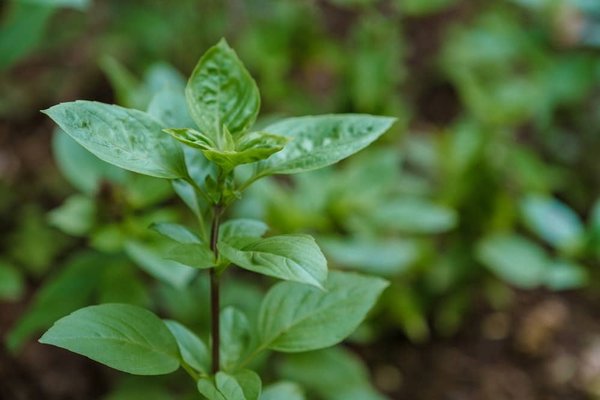 How Can You Create an Eco-Friendly Landscape That Requires Minimal Maintenance?